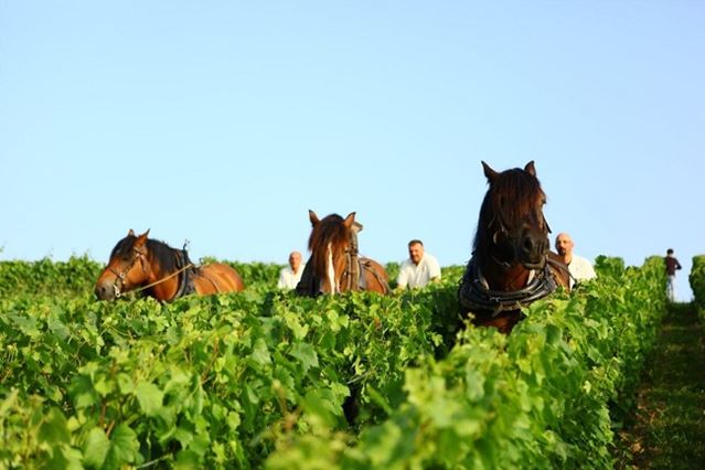 Ploughing in the vineyard