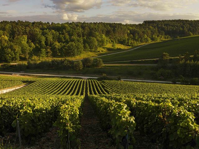 Côte des Bar, the most southern vineyard of Champagne, mainly planted with Pinot Noir (85%) on Kimmeridgian soils.