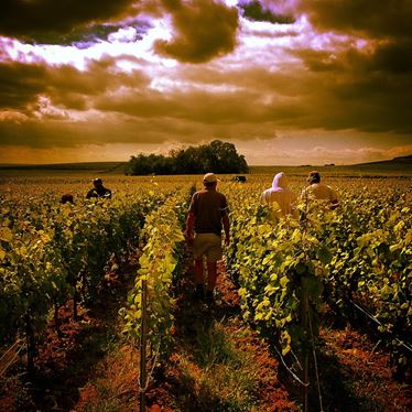 Champagne Lelarge-Pugeot