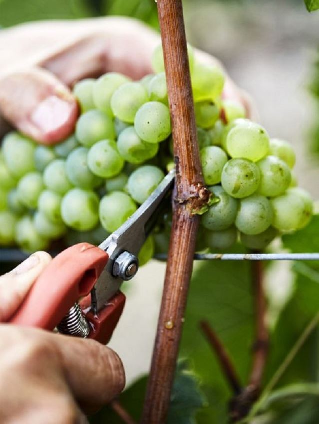 Hand-harvesting in the vineyard